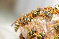 Wasp Nest Removal Surrey 371418 Image 1